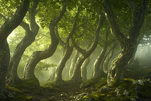 prachtig licht in het mystieke bos