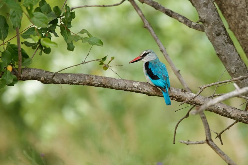 Senegal ice bird by Frits Schulte