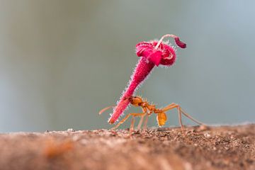 Leafcutter ant on its way to its date. by Tim Link