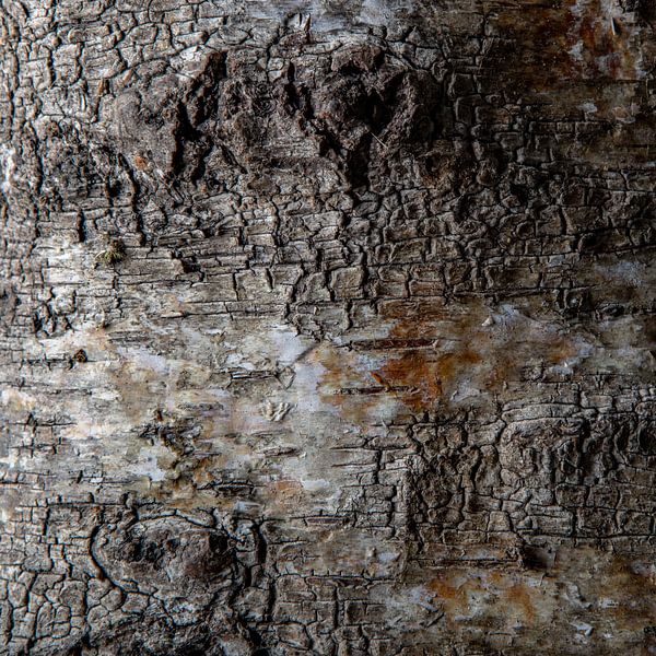 Birch bark 4 by Kees Brunia