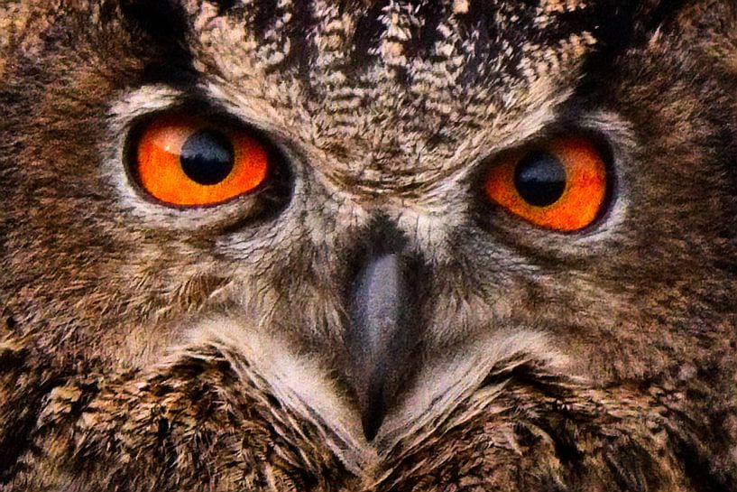 Angry Bird (Owl) by AudFocus - Audrey van der Hoorn