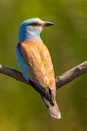 Le rollier (rollier européen), Coracias garrulus.