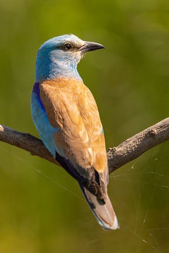 De Scharrelaar (European Roller), Coracias garrulus.