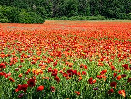 Mohnblumenfeld blüht in der Landschaft im Sommer von Animaflora PicsStock