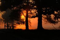 Orange glow among the trees by Moetwil en van Dijk - Fotografie thumbnail