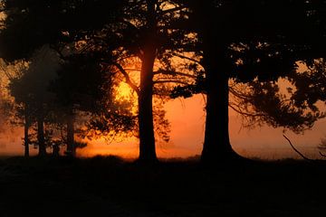 Orangefarbenes Glühen zwischen den Bäumen von Moetwil en van Dijk - Fotografie
