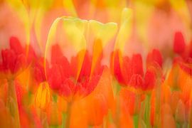 Red and yellow tulips by Andy Luberti