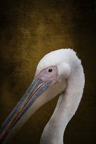 Gouden Glorie Pelikaan in Profiel Oker geel