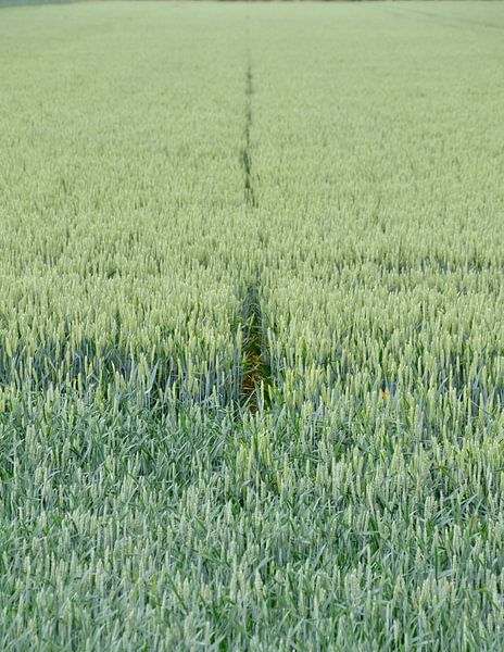 Rogge by Johan Hesselbach