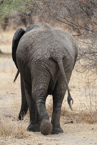 Olifant in Tanzania