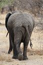 Olifant in Tanzania van Linda van Herwijnen thumbnail