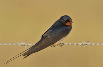 Peasant Swallow by Ruud Scherpenisse