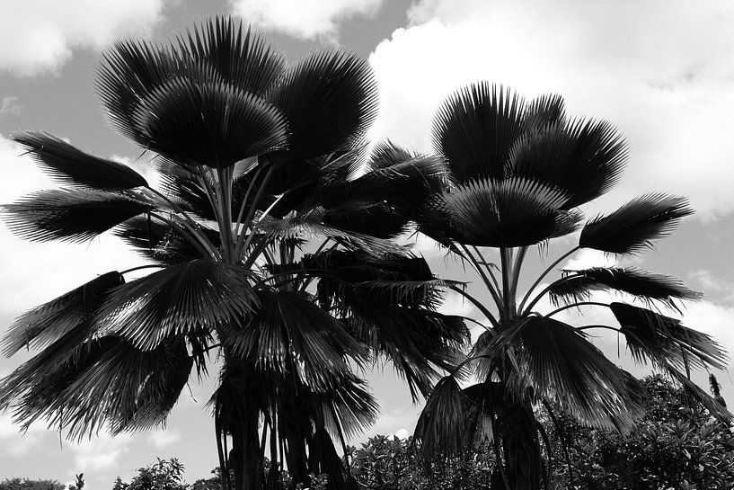 Large Leaf Palm Trees by Walljar