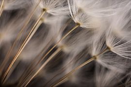 Wiederholung von weißem Löwenzahnflaum in einem Flaumball von Marjolijn van den Berg