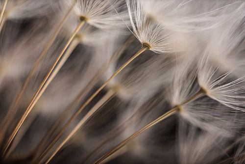 Herhaling van witte paardenbloempluisjes in een pluizenbol