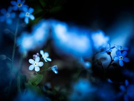 don't forget me by suzanna kolenbrander