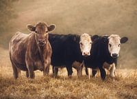 Curious Cows