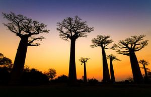 Apenbroodbomen silhouette 