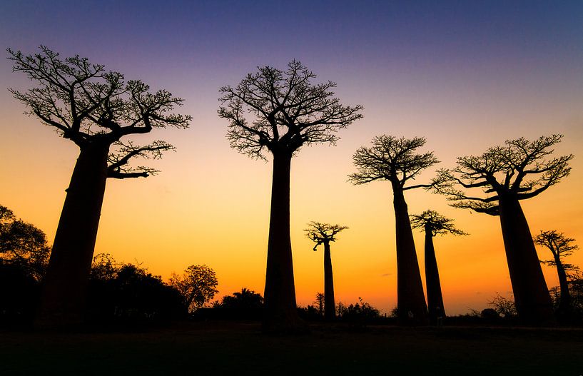Apenbroodbomen silhouette  von Dennis van de Water