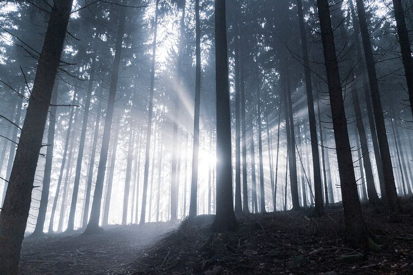 Wald im Morgenlicht von Jens Hertel