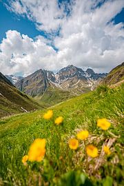 Flowery mountain view near Pfunders by Leo Schindzielorz