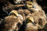 Canada goose chicks by Dieter Walther thumbnail