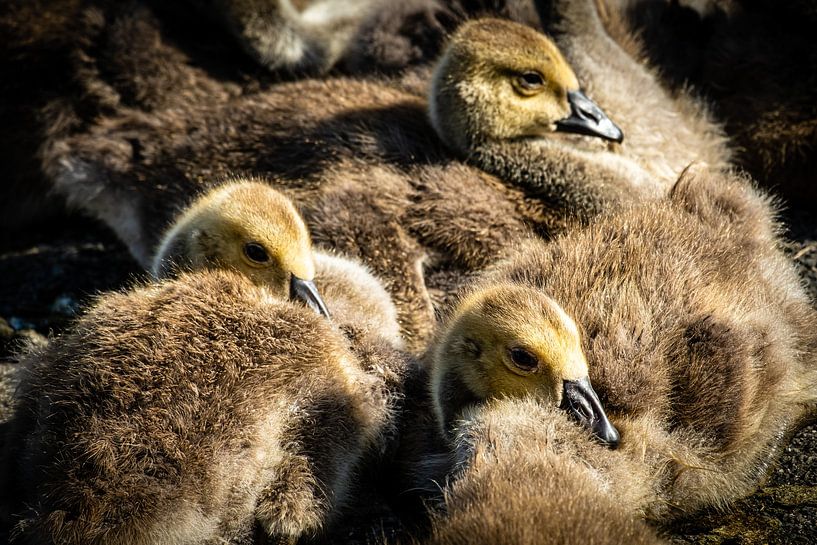 Canada goose chicks by Dieter Walther
