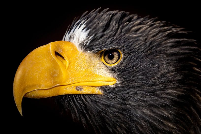 Eagle Portrait by VIDEOMUNDUM