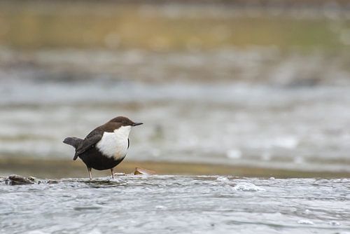 De zwartbuikwaterspreeuw