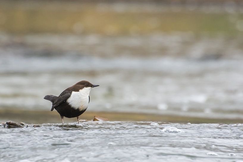 The black-bellied dipper by Danny Slijfer Natuurfotografie