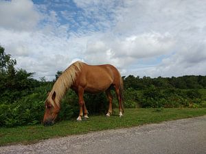 Wilde paarden op de camping