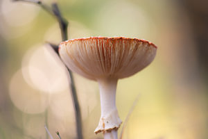 bokeh fliegenpilze