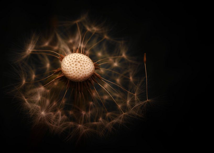 Paardenbloem by Bert Seinstra