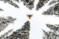 Breite deine Flügel aus und fliege von Claudia van Zanten Miniaturansicht