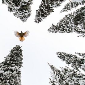 Déployez vos ailes et volez sur Claudia van Zanten