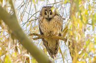 Long-eared Owl by Rene Lenting thumbnail