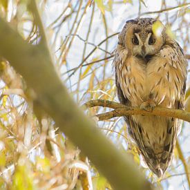 Long-eared Owl sur Rene Lenting