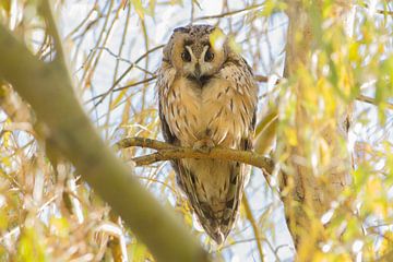 Long-eared Owl by Rene Lenting