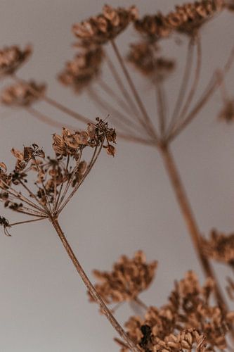 Dried hogweed. Fine art photography. Moody style.