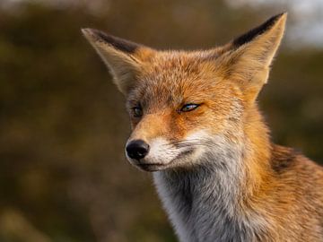 Portrait wild fox by Omega Fotografie