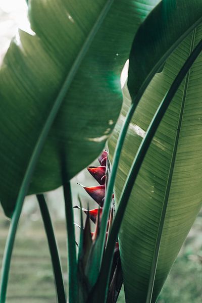 Wild colourful red plant in Bali, Indonesia by Troy Wegman