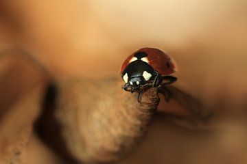  Ladybug van Michelle Zwakhalen