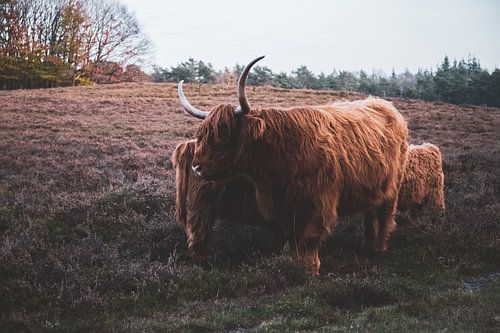 Scottish Highlanders