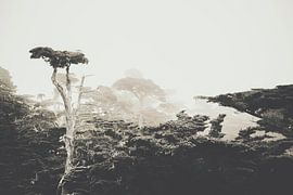 Cypress Hill by Pascal Deckarm