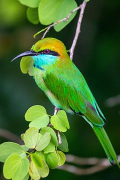 Green bee-eater Sri Lanka by Julie Brunsting