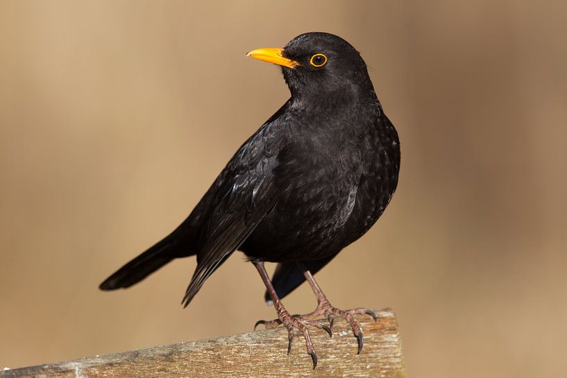 Merel (Turdus merula) van Dirk Rüter