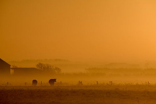 Sunrise II
