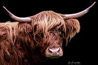 Scottish Highland Cattle