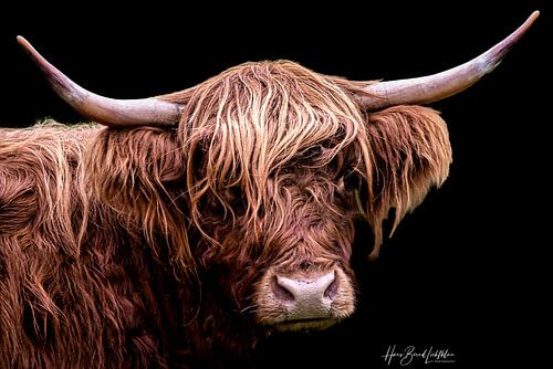 Schottisches Hochlandrind