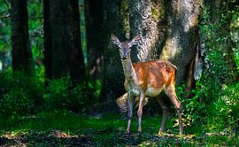 Roe deer by Larsphotografie